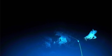 dumbo sea turtle video dangerous encounter under the ocean 130002