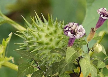 eating poisonous fish symptoms and treatment 129396