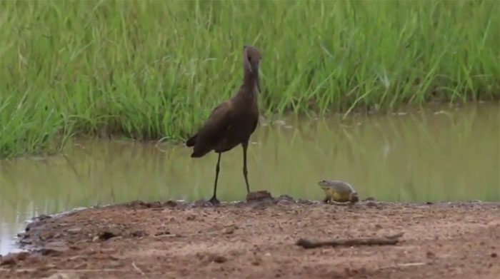 Hammer-headed stork facing African bullfrog.