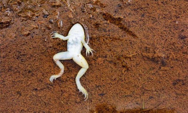 The female frog plays dead.