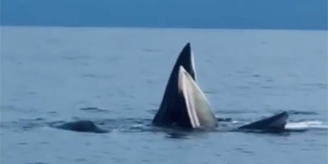 elephant appears at co to beach pleasing fishermen 130079