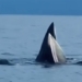 elephant appears at co to beach pleasing fishermen 130079