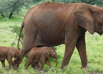 elephant endangered species encountered in kenya 131273