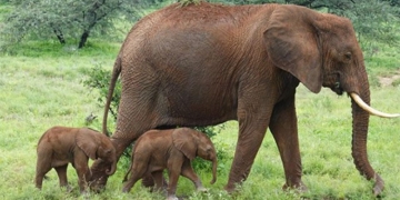 elephant endangered species encountered in kenya 131273