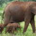 elephant endangered species encountered in kenya 131273