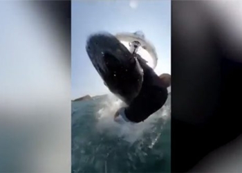 elephant surfing flying out of water ha guc athlete round 130690