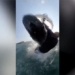 elephant surfing flying out of water ha guc athlete round 130690