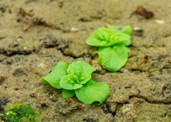 experiment in seeds hidden for 144 years 130900