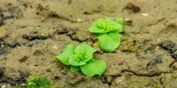 experiment in seeds hidden for 144 years 130900
