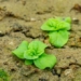experiment in seeds hidden for 144 years 130900