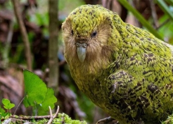 explanation of gene helps conserve the kakapo species at risk of extinction 129527