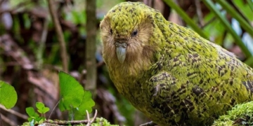 explanation of gene helps conserve the kakapo species at risk of extinction 129527