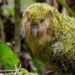 explanation of gene helps conserve the kakapo species at risk of extinction 129527
