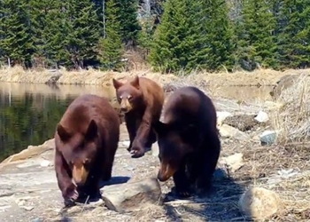family bear constantly destroys research camera 129899