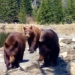 family bear constantly destroys research camera 129899