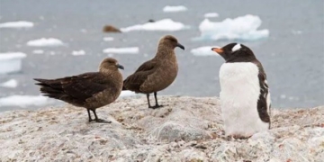 first detection of influenza a h5n1 cases in the south pole 130572