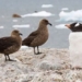 first detection of influenza a h5n1 cases in the south pole 130572