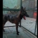 first discovery found between house dog and engine 129855