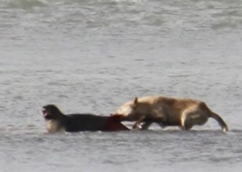 first movie about the violent killing of dogs 130780