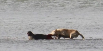 first movie about the violent killing of dogs 130780