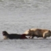 first movie about the violent killing of dogs 130780