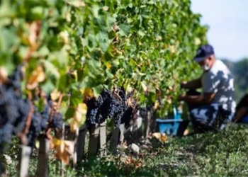 first training ai human wine to trace origin 131377
