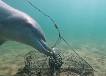 fish thief caught by fishermen 131083