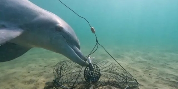 fish thief caught by fishermen 131083