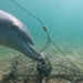 fish thief caught by fishermen 131083