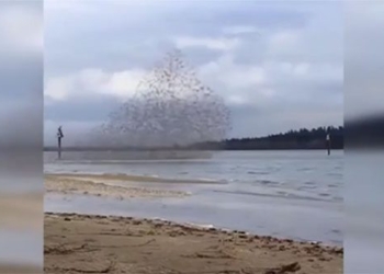 fishing on the beach man caught in scenery never seen before 129888