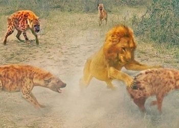 fly rescue species out of the lion 129606