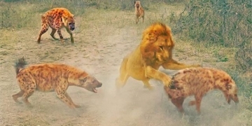 fly rescue species out of the lion 129606