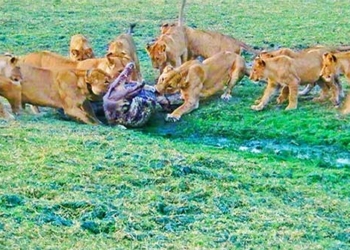 flying tiger cat dangerously kills alligators to nurture offspring 131042