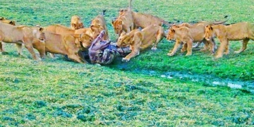 flying tiger cat dangerously kills alligators to nurture offspring 131042