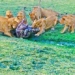 flying tiger cat dangerously kills alligators to nurture offspring 131042