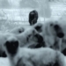 for protecting the people rescue puma attack 129828