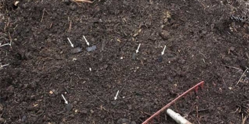 found the source of the mysterious dark soil in the amazon rainforest 129998
