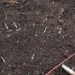 found the source of the mysterious dark soil in the amazon rainforest 129998