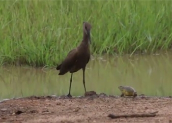 frog boasting fearlessly chasing a giant bird 130151