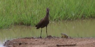 frog boasting fearlessly chasing a giant bird 130151