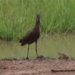 frog boasting fearlessly chasing a giant bird 130151