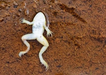 frog price death to escape from duct 130346