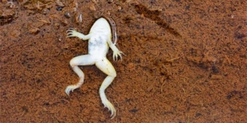 frog price death to escape from duct 130346