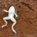 frog price death to escape from duct 130346