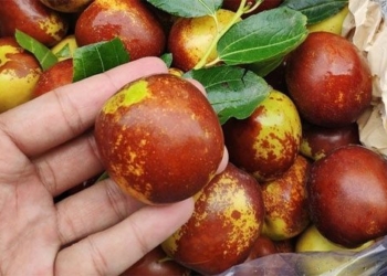 fruit that is good for cancer fighting and is a remedy for insomnia 130684