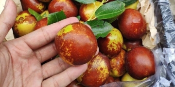 fruit that is good for cancer fighting and is a remedy for insomnia 130684