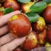 fruit that is good for cancer fighting and is a remedy for insomnia 130684