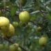 fruit with viable properties is a natural cancer fighting medicine effective for lowering blood sugar 130248