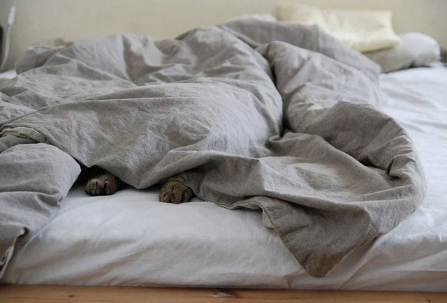 The bacterial count in pillowcases is 39 times higher than that of a pet's food bowl.