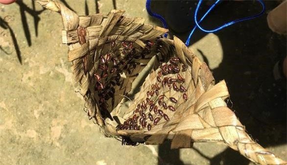 Inside the gloves filled with bullet ants for the Tucandeira coming-of-age ceremony.
